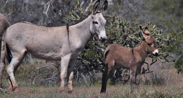 donkeys